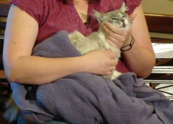 Tazo and his little bloody nose/mouth during Good Day Sacramento interview at Monte Vista Small Animal Hospital on Thursday morning.