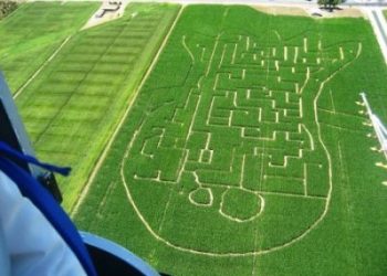 Aerial view of the corn maze at the Turlock Pumpkin Patch.