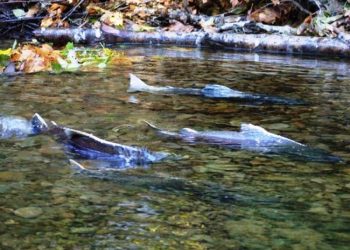 Tuolumne River Trust - www.tuolumne.org