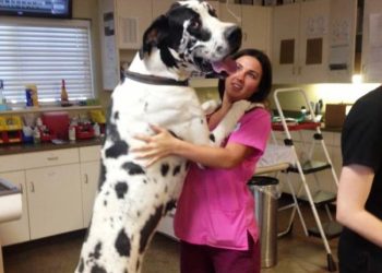 Courtesy of Monte Vista Small Animal Hospital