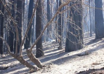 Mike McMillan - USFS|