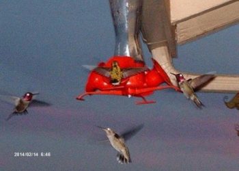 Submitted by Mert Elkins|