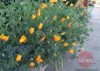 Kailey Fisicaro/TurlockCityNews.com|