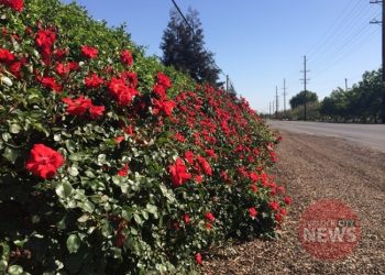 Kailey Fisicaro/TurlockCityNews.com|