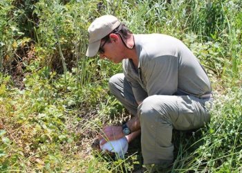 Courtesy of California State University, Stanislaus Endangered Species Recovery Program|