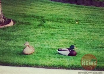 Amy Hurtado/TurlockCityNews.com