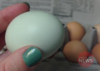 Alex Cantatore/TurlockCityNews.com