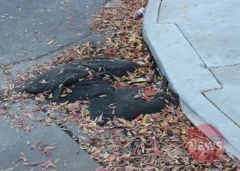 Brandon McMillan/TurlockCityNews.com