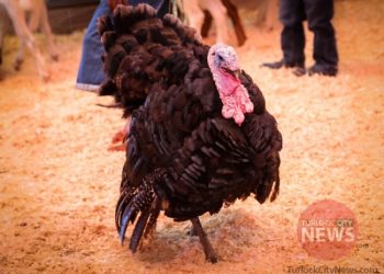 Treadwell Photography/TurlockCityNews.com