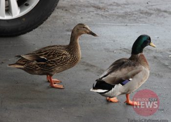 Submitted by Allysen Mefford/TurlockCityNews.com