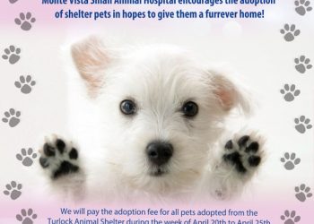 monte vista veterinary clinic