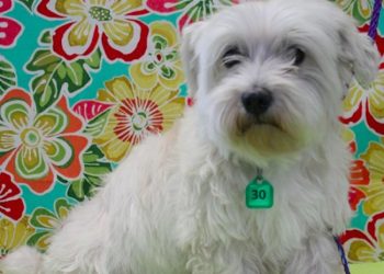 Turlock Animal Services