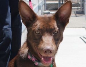 Turlock Animal Shelter