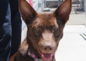 Turlock Animal Shelter