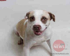 Stanislaus County Animal Service Agency/TurlockCityNews.com