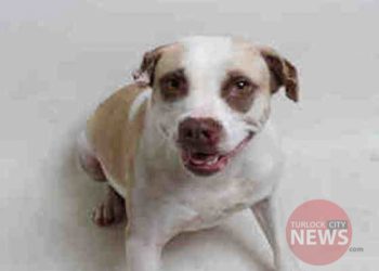 Stanislaus County Animal Service Agency/TurlockCityNews.com