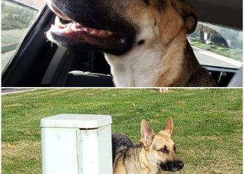Found German Shephard
