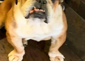 Found dog Looking for Owner