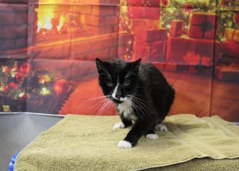 Lost, Adoptable: Black and White Cat