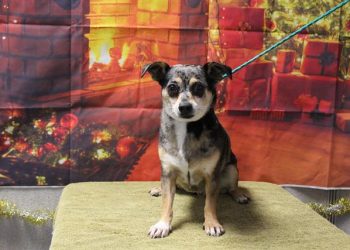 Lost, Adoptable: Blue Merle Chihuahua