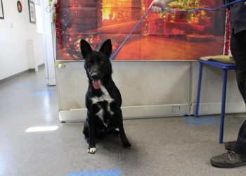 Lost, Adoptable: Black & White Border Collie