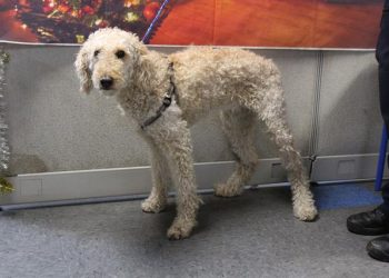 Lost, Adoptable: Poodle