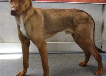 Lost, Adoptable: Chocolate German