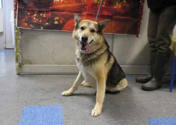 Lost, Adoptable: German Shepherd