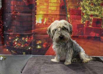 Lost, Adoptable: Yorkshire