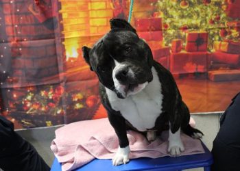 Lost, Adoptable: Staffordshire Bull Terrier