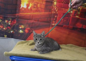 Lost, Adoptable: Gray Tabby Cat