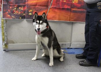 Lost, Adoptable: Siberian Husky