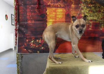 Lost, Adoptable: Pug Chihuahua Mix