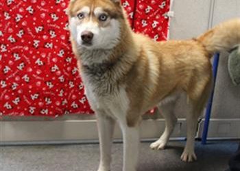 Lost, Adoptable: Red Siberian Husky