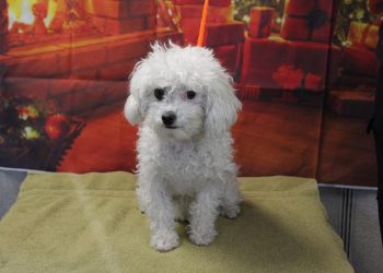 Lost, Adoptable: Miniature Poodle