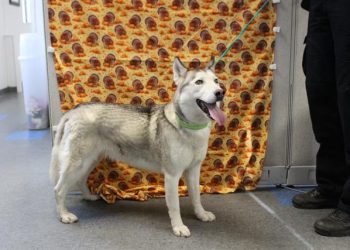 Lost, Adoptable: Silver Siberian Husky