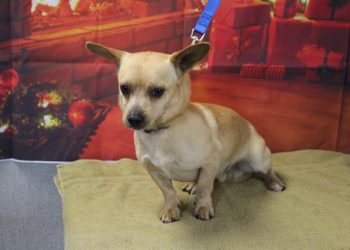 Lost, Adoptable: Corgi Mix