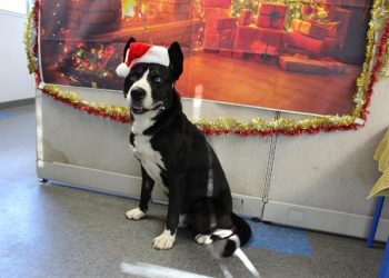 Lost, Adoptable: Border Collie Lab