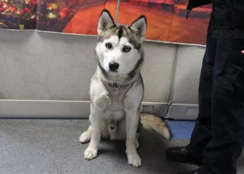 Lost, Adoptable: Siberian Husky pup
