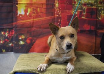 Lost, Adoption: Queensland Heeler