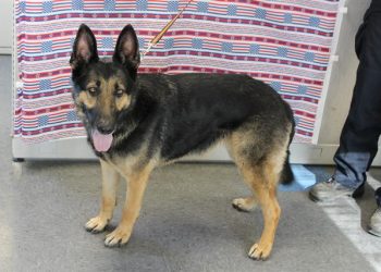 Lost, Adoption: German Shepherd