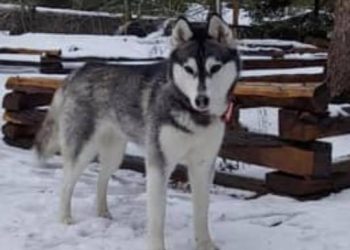 Lost: Looking for Husky