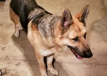 Lost: Male German Shephard