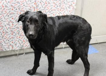 Lost, Adoptable: Black Lab, German Mix