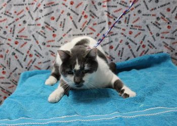 Lost, Adoptable: Gray and White Shorthair Cat