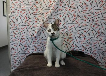 Lost, Adoptable: White Tabby Shorthair
