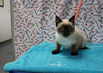 Lost, Adoptable: Siamese