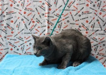 Lost, Adoptable: Gray Cat