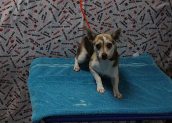 Lost, Adoptable: Brown Chihuahua