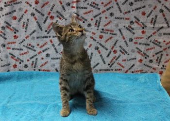 Lost, Adoptable: Brown Tabby Cat